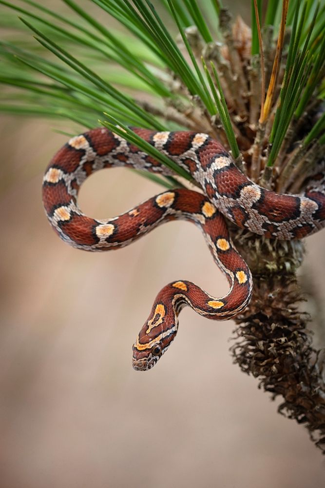 Corn Snake in long-leaf pine A docile non-venomous snake found throughout Florida